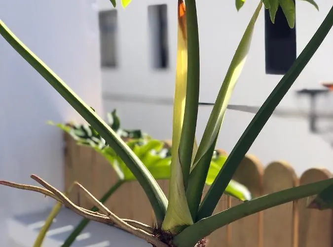 度假居 Punta Brava Sun