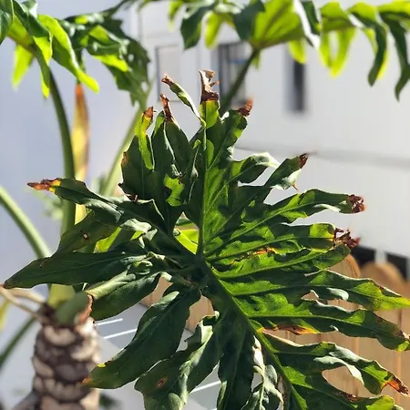 Punta Brava Sun * Puerto de la Cruz (Tenerife)