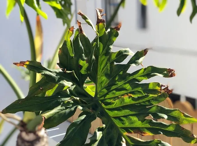 Punta Brava Sun * Puerto de la Cruz (Tenerife)