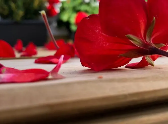 Casa de Férias Punta Brava Sun Puerto de la Cruz (Tenerife)